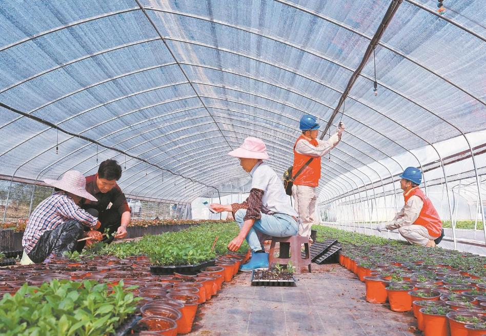 重慶大足：電力添動(dòng)能 百花齊爭艷