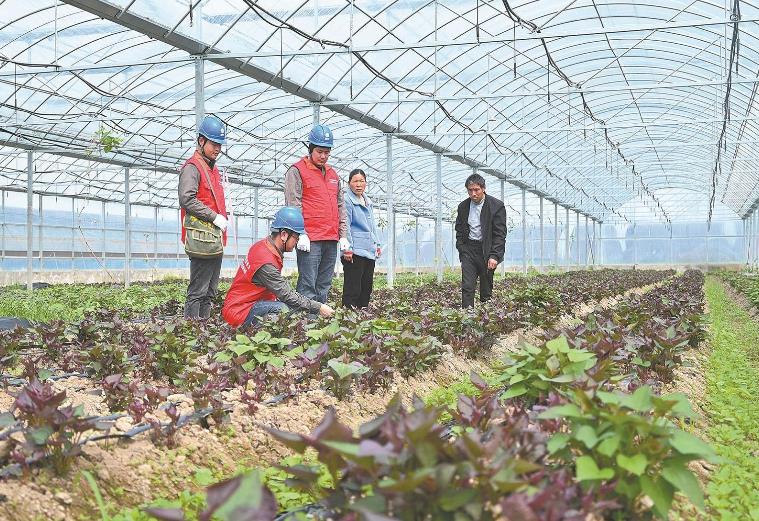 河南息縣：供電服務貼心，種植紅薯有信心”